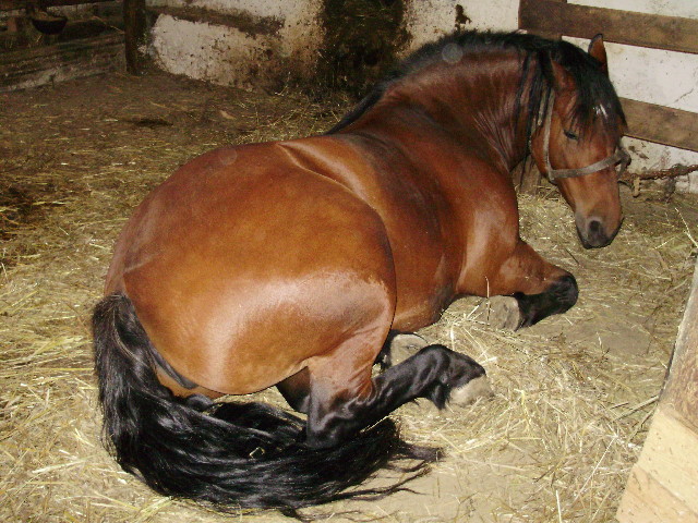 Saša 008.jpg