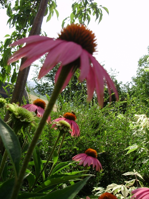 P1010215.jpg